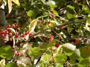 image095